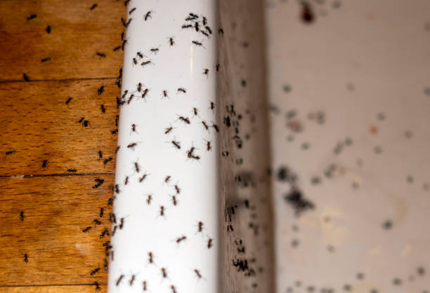 Professional Pest Control in Farrell, PA